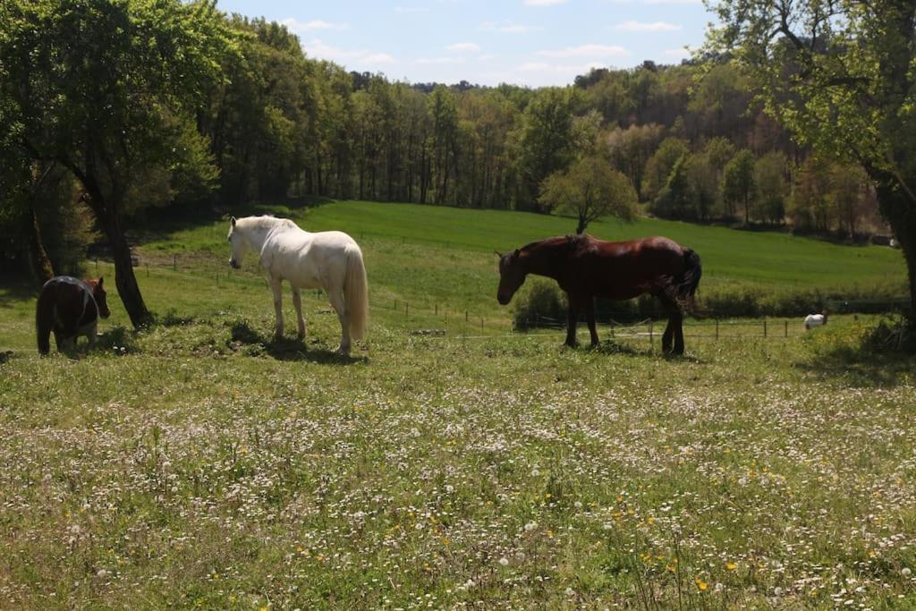 Serenite A La Ferme Equestre Lempzours Exterior foto